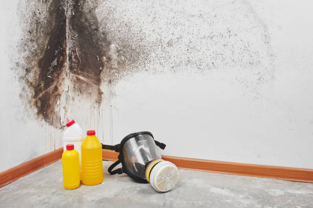 Best DIY Mold Remediation Support Services in Lake Sconsin, WI