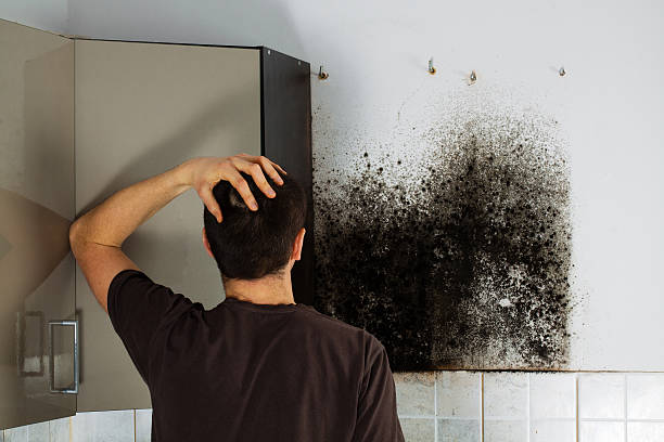 Best Black Mold Remediation in Lake Sconsin, WI
