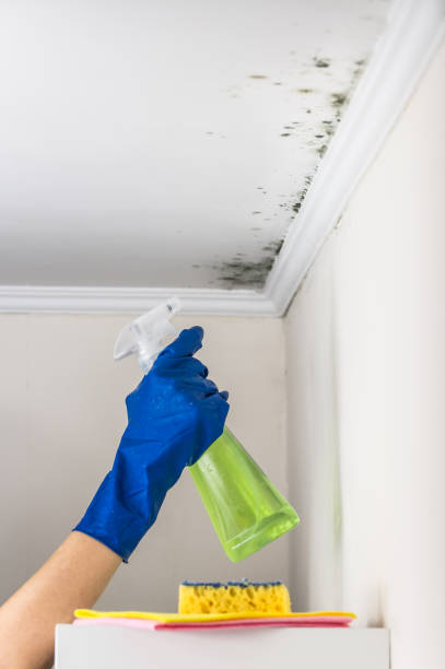Best Post-Flood Mold Remediation in Lake Sconsin, WI
